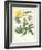 Gardener's Delight III-Sydenham Teast Edwards-Framed Art Print