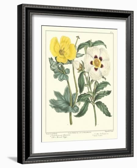 Gardener's Delight III-Sydenham Teast Edwards-Framed Art Print