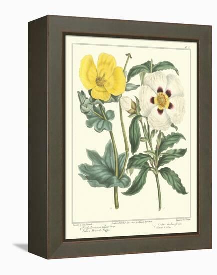 Gardener's Delight III-Sydenham Teast Edwards-Framed Stretched Canvas