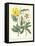 Gardener's Delight III-Sydenham Teast Edwards-Framed Stretched Canvas