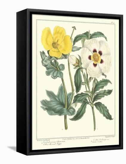 Gardener's Delight III-Sydenham Teast Edwards-Framed Stretched Canvas