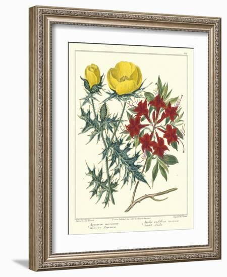 Gardener's Delight VII-Sydenham Teast Edwards-Framed Art Print