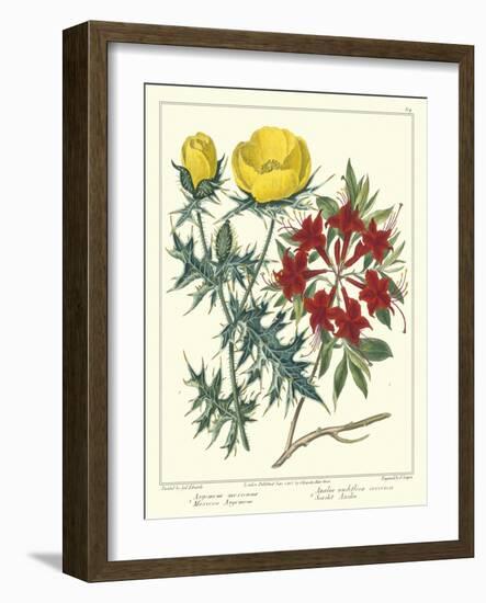 Gardener's Delight VII-Sydenham Teast Edwards-Framed Art Print