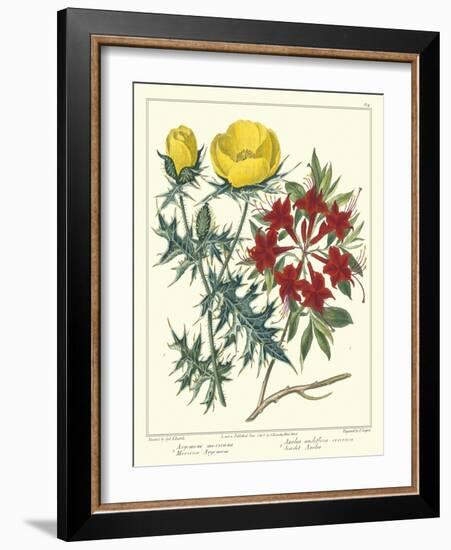 Gardener's Delight VII-Sydenham Teast Edwards-Framed Art Print