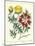 Gardener's Delight VII-Sydenham Teast Edwards-Mounted Art Print