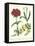 Gardener's Delight VIII-Sydenham Teast Edwards-Framed Stretched Canvas