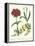Gardener's Delight VIII-Sydenham Teast Edwards-Framed Stretched Canvas