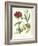 Gardener's Delight VIII-Sydenham Teast Edwards-Framed Art Print