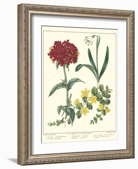 Gardener's Delight VIII-Sydenham Teast Edwards-Framed Art Print