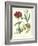 Gardener's Delight VIII-Sydenham Teast Edwards-Framed Art Print