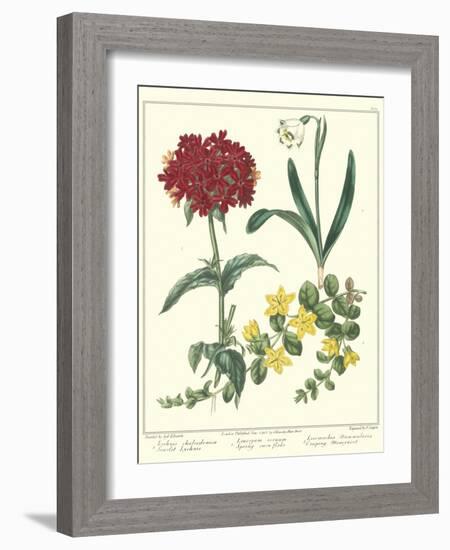 Gardener's Delight VIII-Sydenham Teast Edwards-Framed Art Print