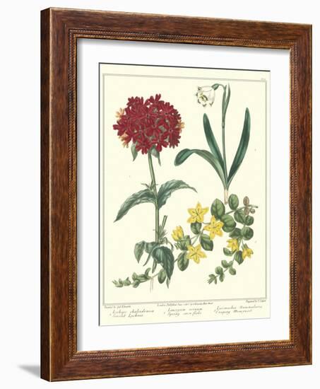 Gardener's Delight VIII-Sydenham Teast Edwards-Framed Art Print