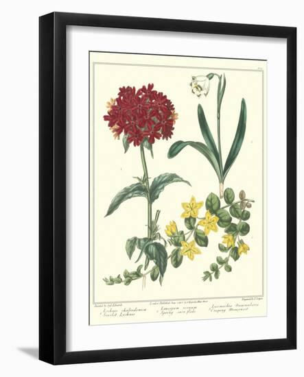 Gardener's Delight VIII-Sydenham Teast Edwards-Framed Art Print