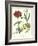 Gardener's Delight VIII-Sydenham Teast Edwards-Framed Art Print