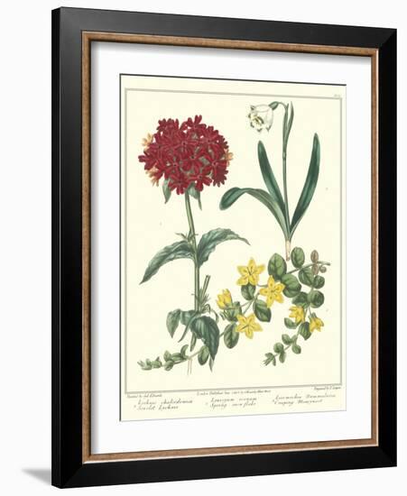 Gardener's Delight VIII-Sydenham Teast Edwards-Framed Art Print