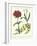 Gardener's Delight VIII-Sydenham Teast Edwards-Framed Art Print