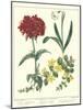 Gardener's Delight VIII-Sydenham Teast Edwards-Mounted Art Print