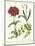 Gardener's Delight VIII-Sydenham Teast Edwards-Mounted Art Print