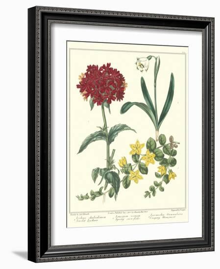 Gardener's Delight VIII-Sydenham Teast Edwards-Framed Art Print