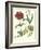 Gardener's Delight VIII-Sydenham Teast Edwards-Framed Art Print