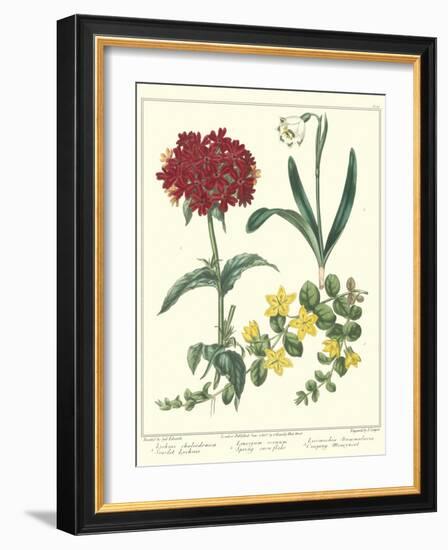 Gardener's Delight VIII-Sydenham Teast Edwards-Framed Art Print