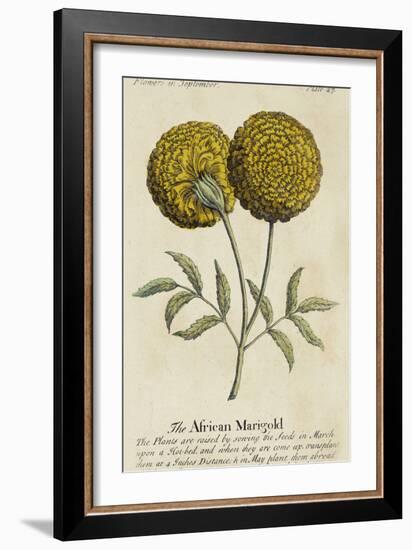 Gardener's Guide V-null-Framed Art Print