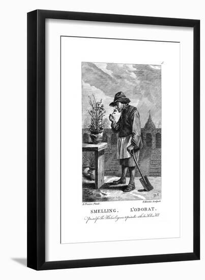 Gardener Smelling a Carnation or Pink (Dianthu), C1750-Thomas Kitchin-Framed Giclee Print