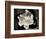 Gardenia Bloom-Amy Melious-Framed Art Print