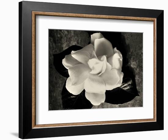 Gardenia Bloom-Amy Melious-Framed Art Print