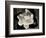 Gardenia Bloom-Amy Melious-Framed Art Print