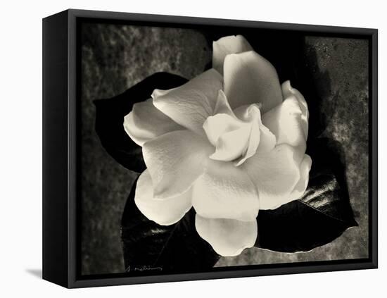 Gardenia Bloom-Amy Melious-Framed Stretched Canvas