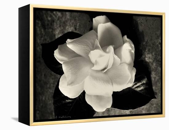 Gardenia Bloom-Amy Melious-Framed Stretched Canvas