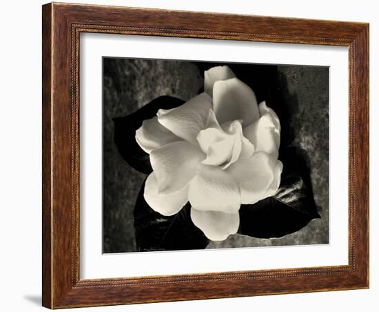 Gardenia Bloom-Amy Melious-Framed Art Print