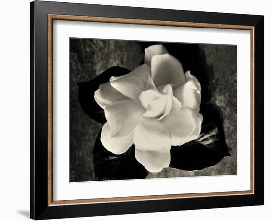 Gardenia Bloom-Amy Melious-Framed Art Print