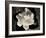 Gardenia Bloom-Amy Melious-Framed Art Print