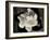 Gardenia Bloom-Amy Melious-Framed Art Print