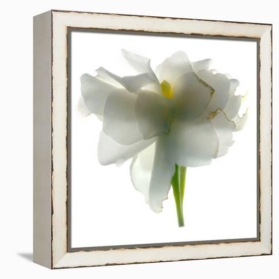 Gardenia Float-Julia McLemore-Framed Premier Image Canvas