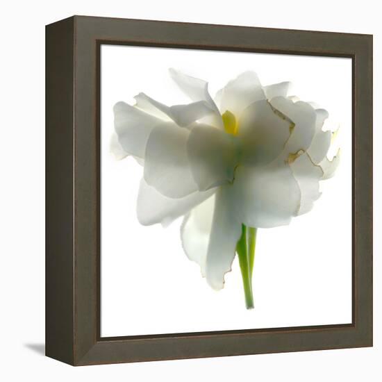 Gardenia Float-Julia McLemore-Framed Premier Image Canvas
