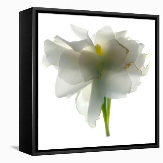 Gardenia Float-Julia McLemore-Framed Premier Image Canvas
