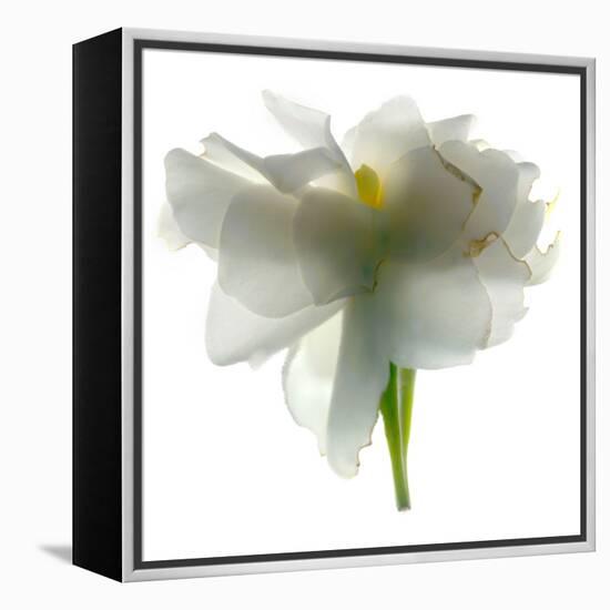 Gardenia Float-Julia McLemore-Framed Premier Image Canvas