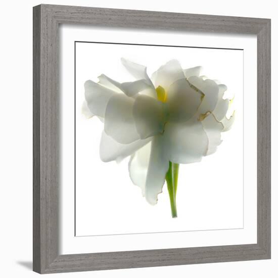 Gardenia Float-Julia McLemore-Framed Photographic Print