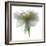 Gardenia Float-Julia McLemore-Framed Photographic Print