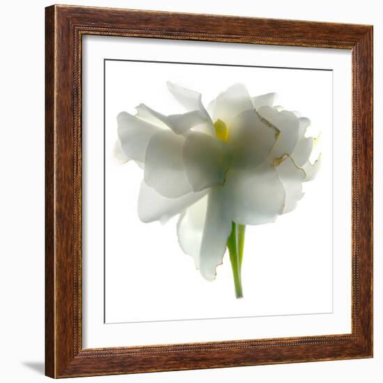 Gardenia Float-Julia McLemore-Framed Photographic Print