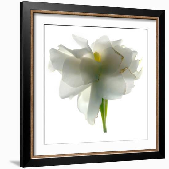 Gardenia Float-Julia McLemore-Framed Photographic Print