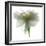 Gardenia Float-Julia McLemore-Framed Photographic Print