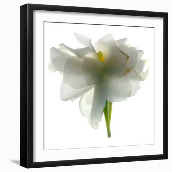 Gardenia Float-Julia McLemore-Framed Photographic Print