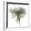 Gardenia Float-Julia McLemore-Framed Photographic Print