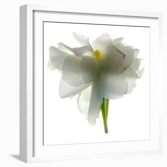 Gardenia Float-Julia McLemore-Framed Photographic Print