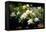 Gardenia Flower Field-Vivienne Dupont-Framed Stretched Canvas