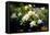 Gardenia Flower Field-Vivienne Dupont-Framed Stretched Canvas